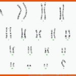Chromosomenanalysen â Allgemeine Informationen â Dna-diagnostik ... Fuer Karyogramm Des Menschen Arbeitsblatt