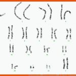 Chromosomenanalysen â Allgemeine Informationen â Dna-diagnostik ... Fuer Karyogramm Des Menschen Arbeitsblatt