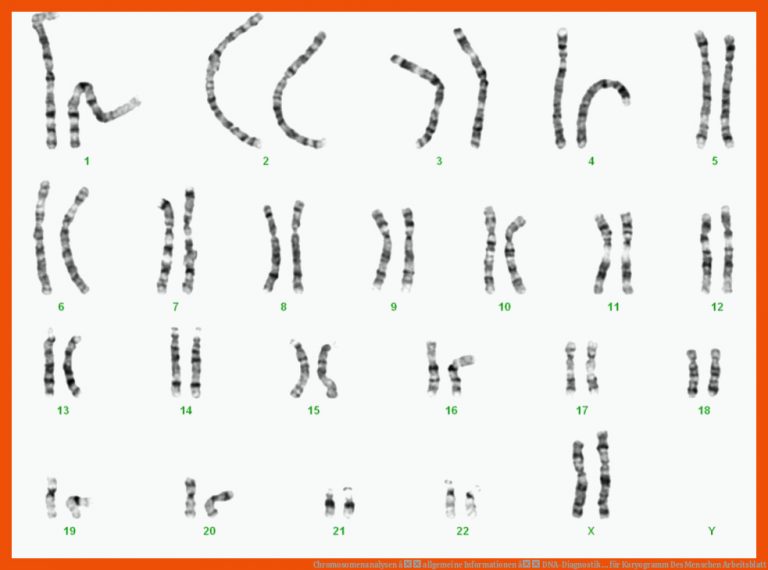 Chromosomenanalysen â allgemeine Informationen â DNA-Diagnostik ... für karyogramm des menschen arbeitsblatt