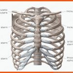 Clavicula (schlÃ¼sselbein): Anatomie, Knochen Und BÃ¤nder Kenhub Fuer Aufbau Knochen Arbeitsblatt