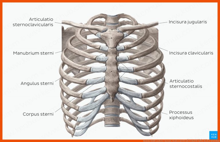 Clavicula (SchlÃ¼sselbein): Anatomie, Knochen und BÃ¤nder | Kenhub für aufbau knochen arbeitsblatt