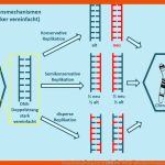 Corona ArbeitsauftrÃ¤ge Q11 Lux â Rmg-wiki Fuer Aufbau Eines Chromosoms Arbeitsblatt Klett