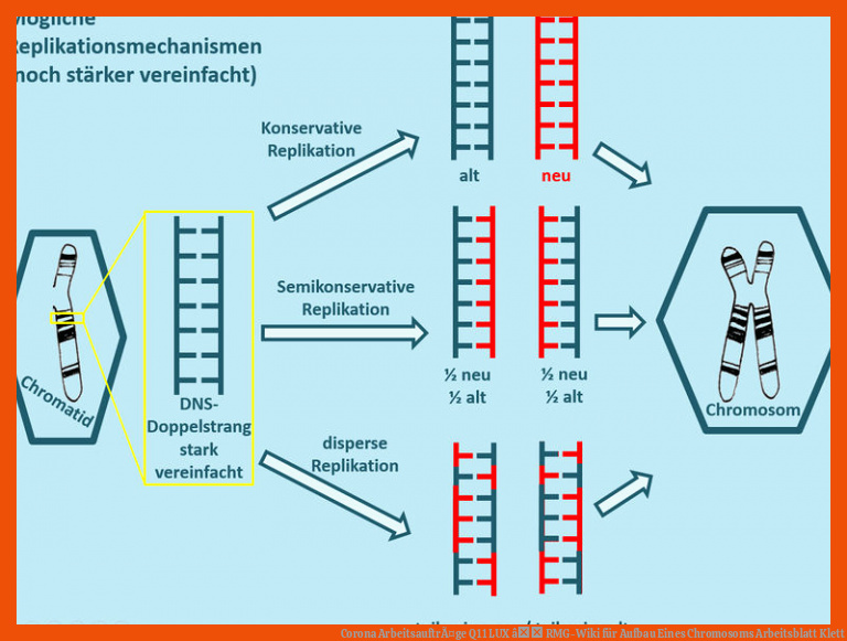 Corona ArbeitsauftrÃ¤ge Q11 LUX â RMG-Wiki für aufbau eines chromosoms arbeitsblatt klett