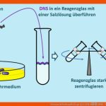 Corona ArbeitsauftrÃ¤ge Q11 Lux â Rmg-wiki Fuer Avery Experiment Arbeitsblatt