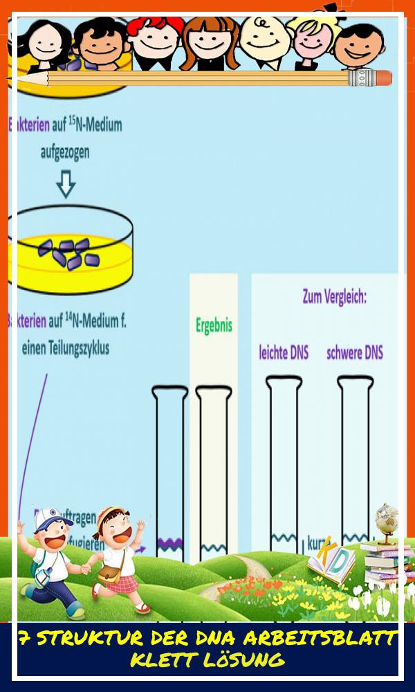 7 Struktur Der Dna Arbeitsblatt Klett Lösung