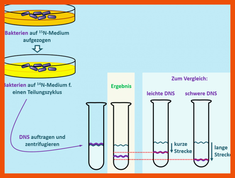 Corona ArbeitsauftrÃ¤ge Q11 LUX â RMG-Wiki für struktur der dna arbeitsblatt klett lösung