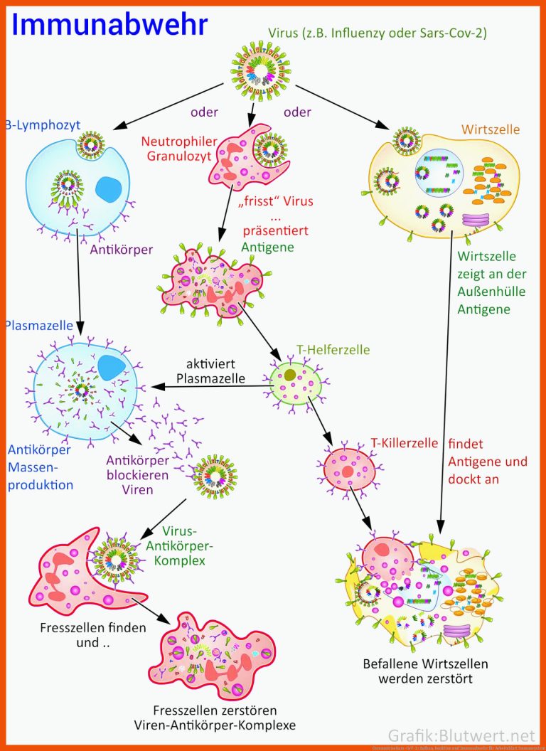 Coronavirus Sars-CoV-2: Aufbau, Funktion und Immunabwehr für arbeitsblatt immunsystem