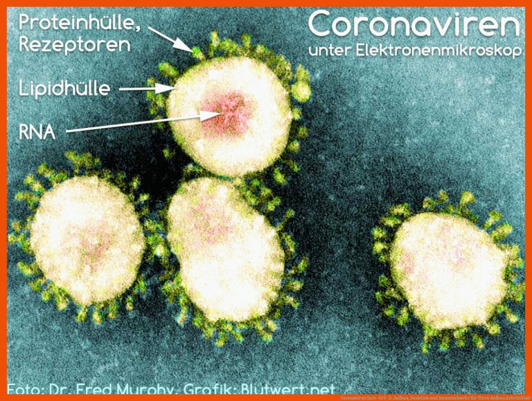 Coronavirus Sars-CoV-2: Aufbau, Funktion und Immunabwehr für viren aufbau arbeitsblatt
