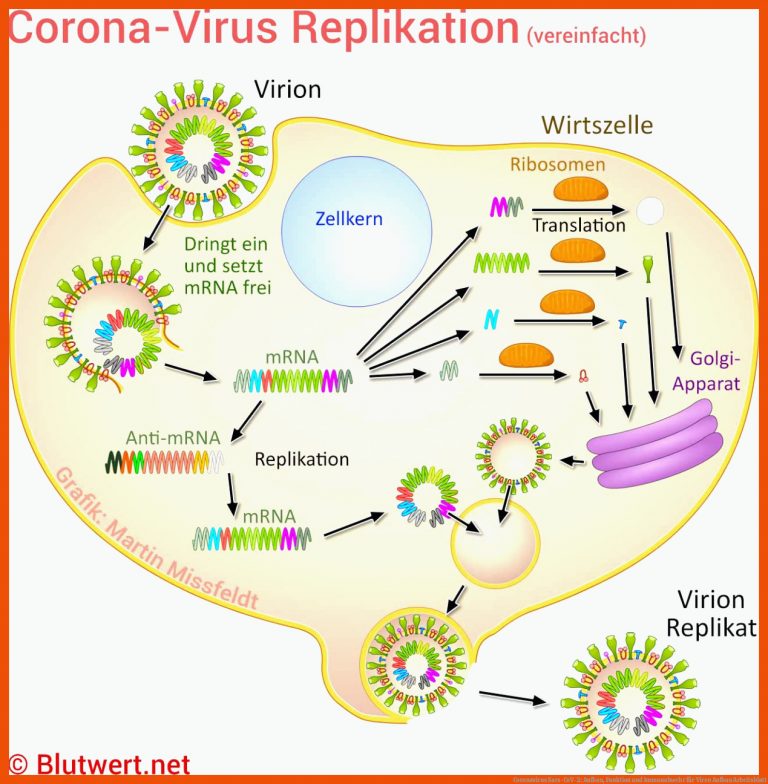 Coronavirus Sars-cov-2: Aufbau, Funktion Und Immunabwehr Fuer Viren Aufbau Arbeitsblatt