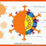 Coronavirus: Steckbrief Eines Unheilsbringers - forschung Spezial ... Fuer Viren Aufbau Arbeitsblatt