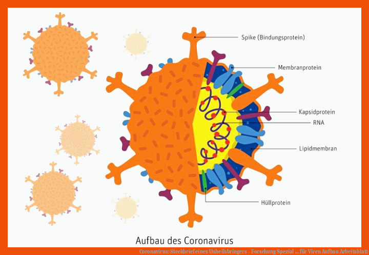 Coronavirus: Steckbrief eines Unheilsbringers - Forschung Spezial ... für viren aufbau arbeitsblatt