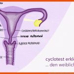 Cyclotest ErklÃ¤rt Den Weiblichen Zyklus Fuer Menstruationszyklus Der Weibliche Zyklus Arbeitsblatt Lösungen