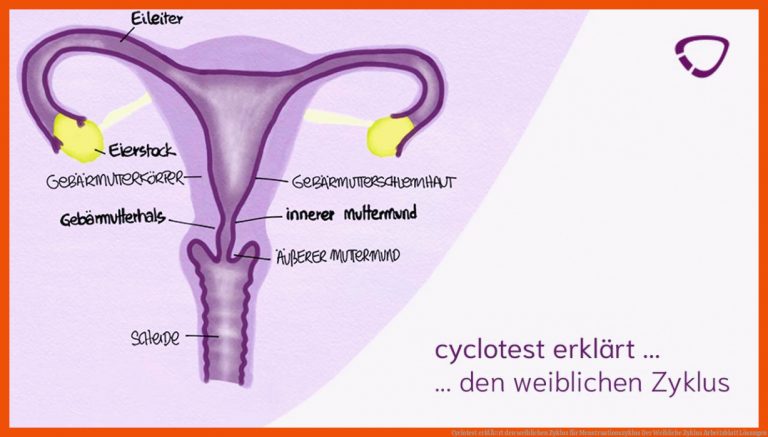 Cyclotest erklÃ¤rt den weiblichen Zyklus für menstruationszyklus der weibliche zyklus arbeitsblatt lösungen