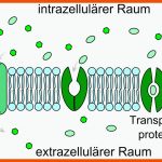 Cytologie: Aktiver Und Passiver Transport Fuer Zelluläre Transportvorgänge Im überblick Arbeitsblatt
