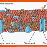 Cytologie: Aufbau Und Funktionen Der Zelle Lecturio Med Fuer Procyte Und Eucyte Im Vergleich Arbeitsblatt