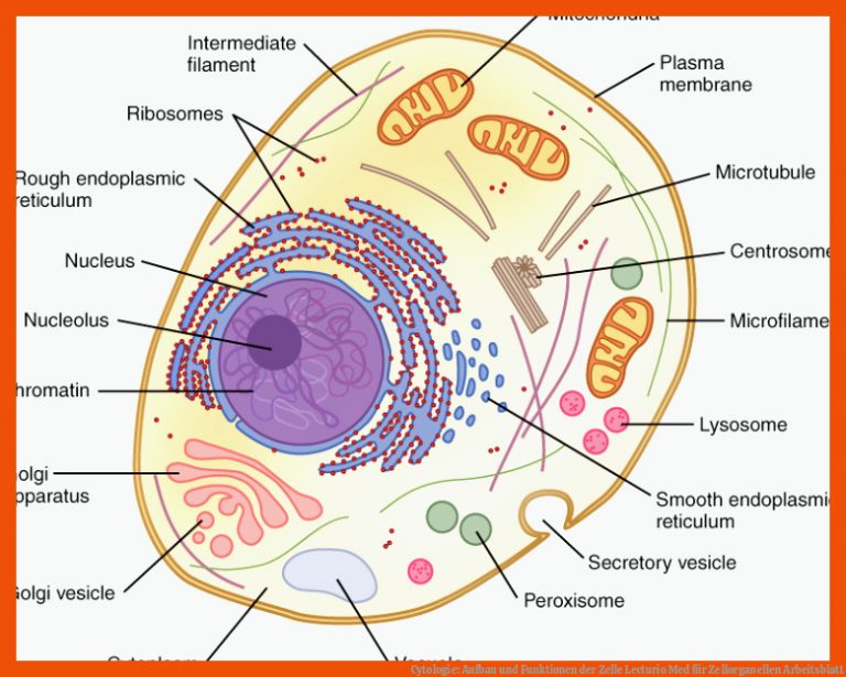 Cytologie: Aufbau und Funktionen der Zelle | Lecturio Med für zellorganellen arbeitsblatt