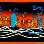 Cytologie: Biomembranen Fuer Biomembran Aufbau Arbeitsblatt