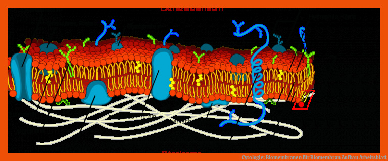 Cytologie: Biomembranen für biomembran aufbau arbeitsblatt