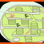 Cytologie: Vergleich Von Mitochondrien Und Chloroplasten Fuer Chloroplast Bau Und Funktion Arbeitsblatt Lösung