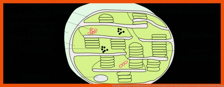 Cytologie: Vergleich Von Mitochondrien Und Chloroplasten Fuer Chloroplast Bau Und Funktion Arbeitsblatt Lösung