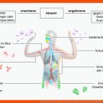 Das Angeborene Und Das Erworbene Immunsystem Fuer Unspezifische Immunabwehr Arbeitsblatt
