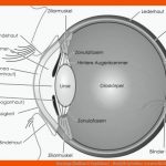Das Auge [aufbau & Funkition] - Studyhelp Online-lernen Fuer Das Auge Arbeitsblatt Lösung