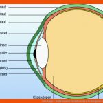 Das Auge - Aufbau Und Funktion Des Sehorgans Einfach ErklÃ¤rt Fuer Das Auge Arbeitsblatt