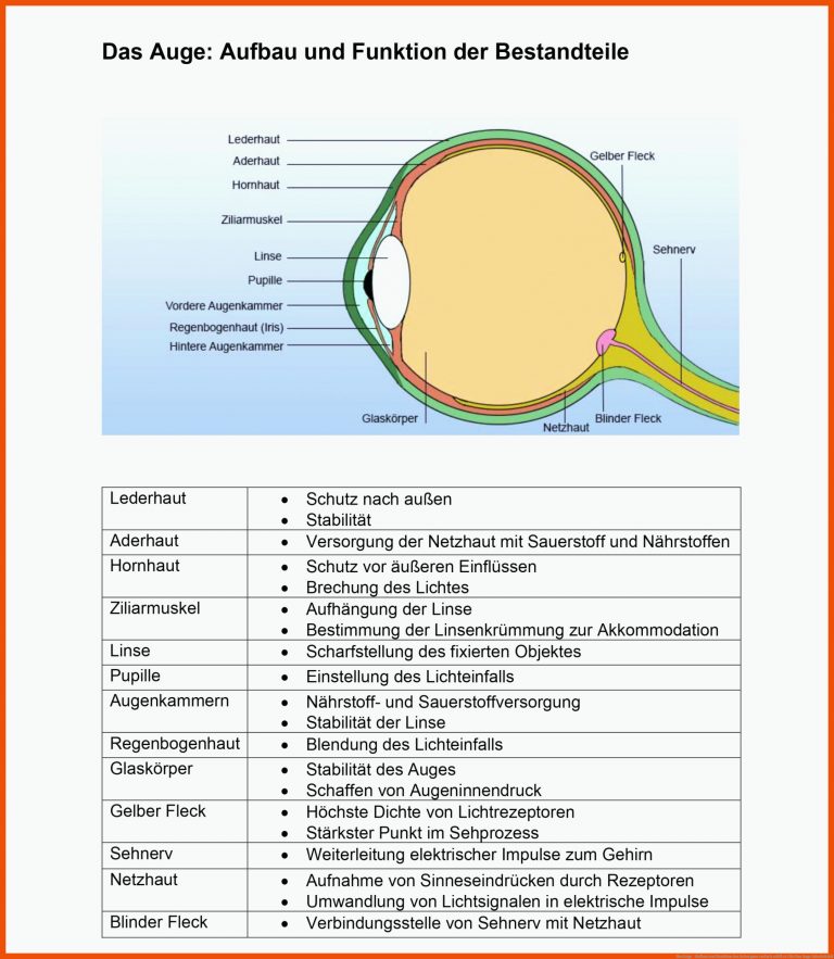 Das Auge - Aufbau und Funktion des Sehorgans einfach erklÃ¤rt für das auge arbeitsblatt