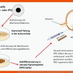 Das Auge Und Stammzellen: Auf Dem Weg Zur Behandlung Von Blindheit ... Fuer Vergleich Auge Kamera Arbeitsblatt