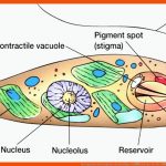 Das Augentierchen Euglena: Ein Einzelliger GeiÃeltrÃ¤ger Des SÃ¼Ãwassers Fuer Chloroplast Bau Und Funktion Arbeitsblatt