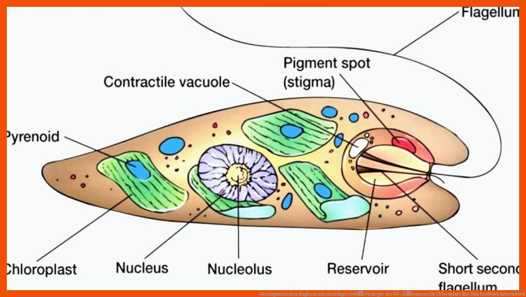 Das Augentierchen Euglena: Ein Einzelliger GeiÃeltrÃ¤ger Des SÃ¼Ãwassers Fuer Chloroplast Bau Und Funktion Arbeitsblatt