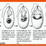 Das Augentierchen Euglena: Ein Einzelliger GeiÃeltrÃ¤ger Des SÃ¼Ãwassers Fuer Vermehrung Von Pflanzen Arbeitsblätter