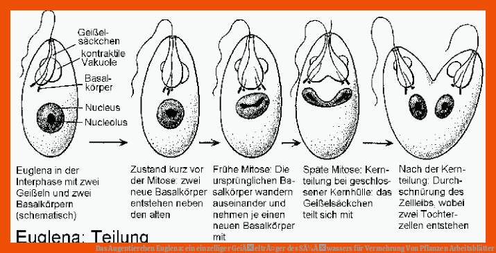 Das Augentierchen Euglena: ein einzelliger GeiÃeltrÃ¤ger des SÃ¼Ãwassers für vermehrung von pflanzen arbeitsblätter