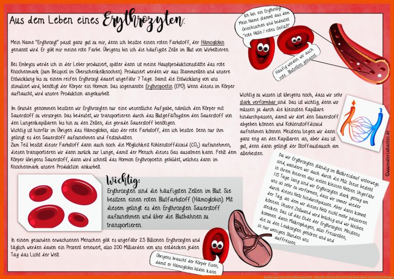Das Blut und seine festen Blutbestandteile / Blutzellen für das blut und seine bestandteile arbeitsblatt lösungen