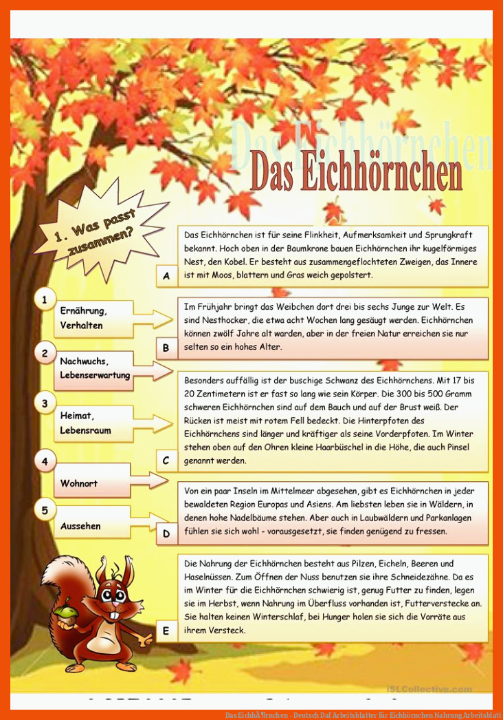 Das EichhÃ¶rnchen - Deutsch Daf Arbeitsblatter für eichhörnchen nahrung arbeitsblatt