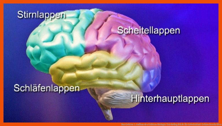 Das Gehirn: 1. Aufbau Des Gehirns Biologie Telekolleg Br.de Fuer Arbeitsblatt Gehirn Beschriften