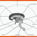 Das Gehirn [grundlagen] - Studyhelp Online-lernen Fuer Gehirn Aufbau Und Funktion Arbeitsblatt