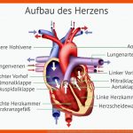 Das Herz: Aufbau Und Funktion Transplantation Verstehen Fuer Bau Des Herzens Arbeitsblatt Lösung