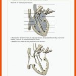 Das Herz Des Menschen Arbeitsblatt 1: Anatomie Des Menschlichen Fuer Aufbau Des Herzens Arbeitsblatt Klett