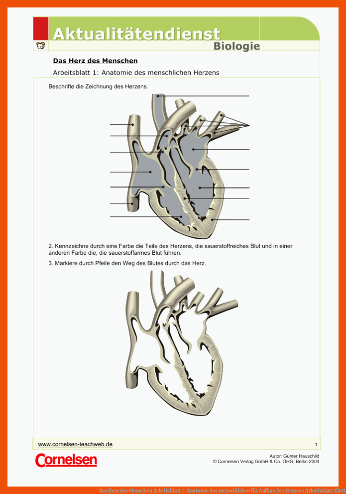 Das Herz des Menschen Arbeitsblatt 1: Anatomie des menschlichen für aufbau des herzens arbeitsblatt klett