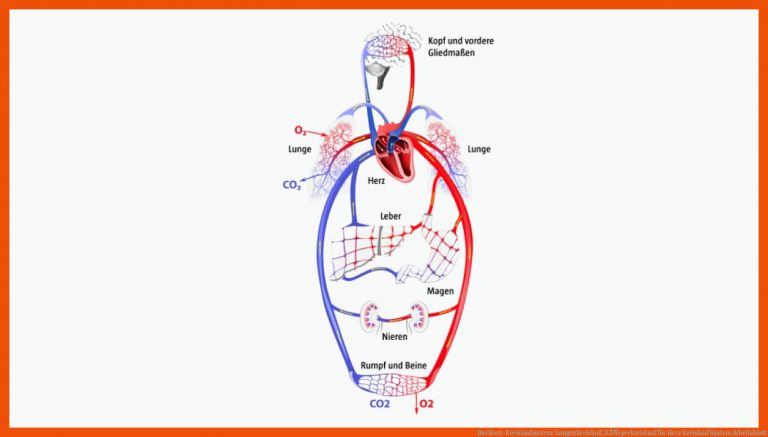 Das Herz-Kreislaufsystem: Lungenkreislauf, KÃ¶rperkreislauf für herz kreislauf system arbeitsblatt