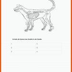 Das Hundeskelett Worksheet Fuer Skelett Hund Beschriften Arbeitsblatt