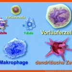 Das Immunsystem: 1. Zellen Des Immunsystems Biologie ... Fuer Arbeitsblatt Immunsystem