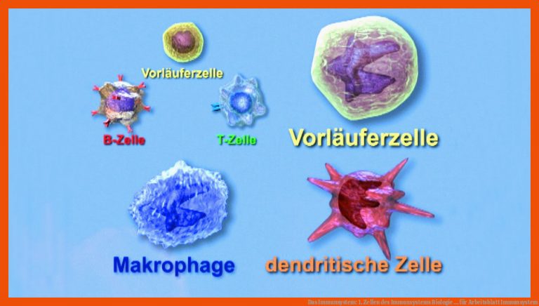 Das Immunsystem: 1. Zellen des Immunsystems | Biologie ... für arbeitsblatt immunsystem