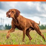 Das Jagdverhalten Beim Hund - Das sollten Sie Wissen Zooplus Fuer Hundegebiss Arbeitsblatt