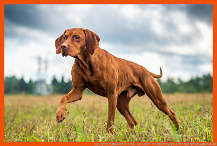 Das Jagdverhalten beim Hund - Das sollten Sie wissen | zooplus für hundegebiss arbeitsblatt