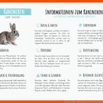 Das Kaninchen - Materialguru Fuer Unterschied Hase Kaninchen Arbeitsblatt