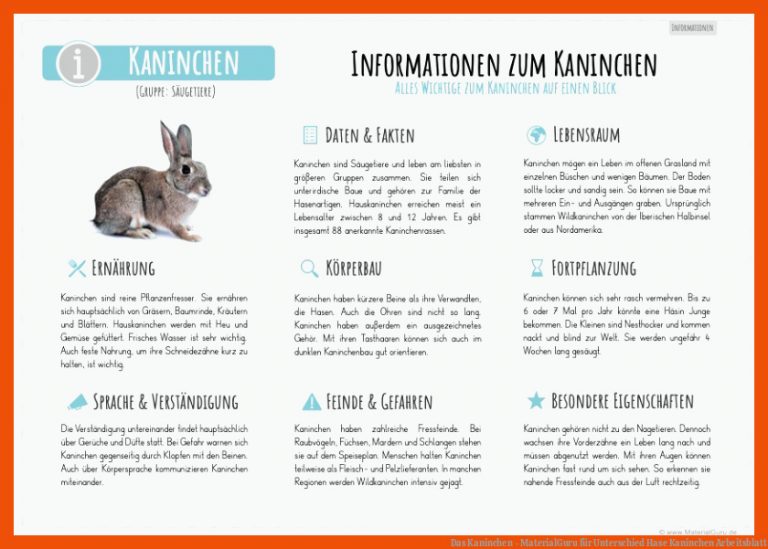 Das Kaninchen - MaterialGuru für unterschied hase kaninchen arbeitsblatt