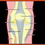 Das Knie Anatomie Und Funktion Des Kniegelenks Fuer Aufbau Eines Gelenks Arbeitsblatt