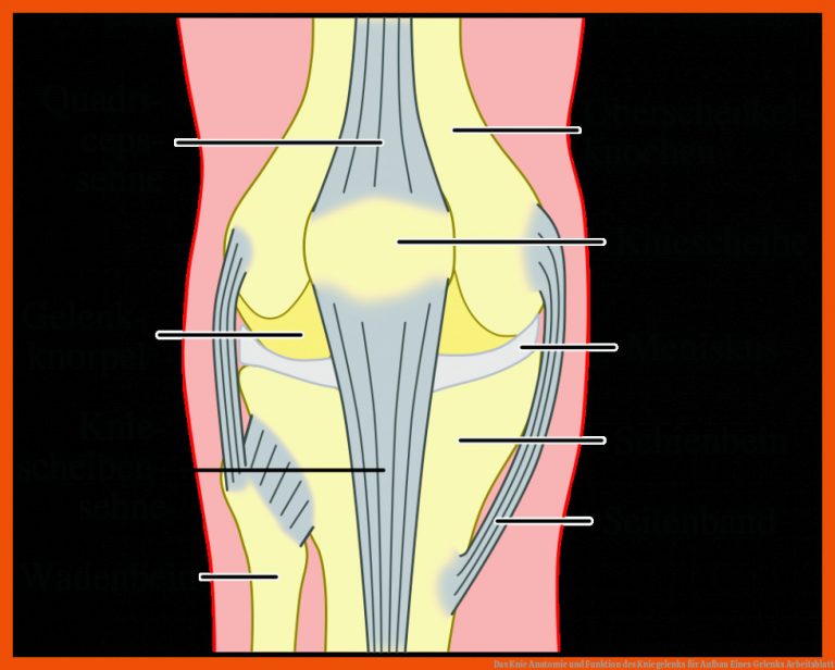 Das Knie Anatomie Und Funktion Des Kniegelenks Fuer Aufbau Eines Gelenks Arbeitsblatt